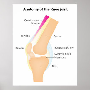 Poster Anatomie du genou