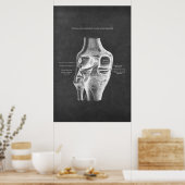 Poster Anatomie du genou Vue postérieur (Cuisine)