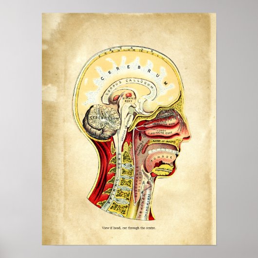 Poster Anatomie du graphique rétro du crâne (Devant)