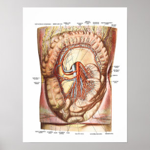 Poster Anatomie du gros intestin