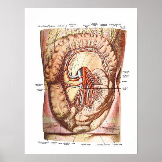 Poster Anatomie du gros intestin (Devant)