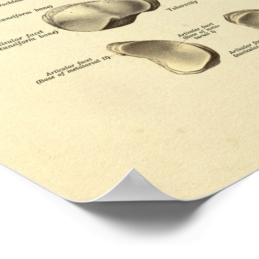Poster Anatomie du pied Bones Tarsal Imprimer (Coin)