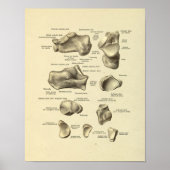 Poster Anatomie du pied Bones Tarsal Imprimer (Devant)