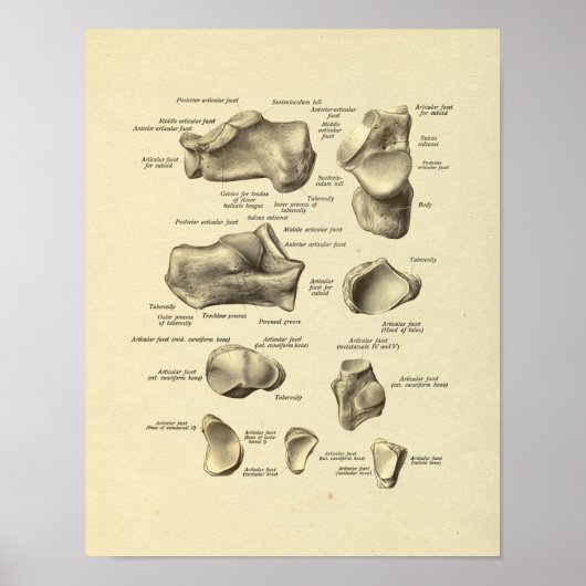 Poster Anatomie du pied Bones Tarsal Imprimer (Devant)