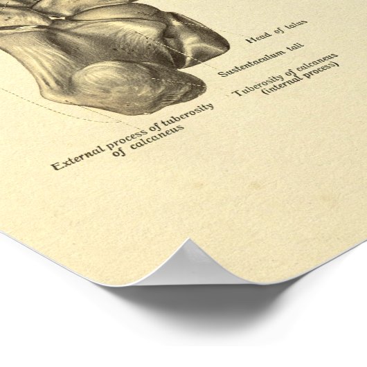 Poster Anatomie du pied Bones Tarsal Imprimer (Coin)