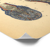 Poster Anatomie du pied de la jambe du cheval 1908 Impres (Coin)