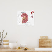 Poster Anatomie du rein, diagramme étiqueté. (Cuisine)