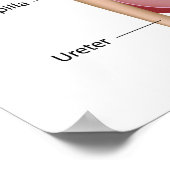 Poster Anatomie du rein, diagramme étiqueté. (Coin)