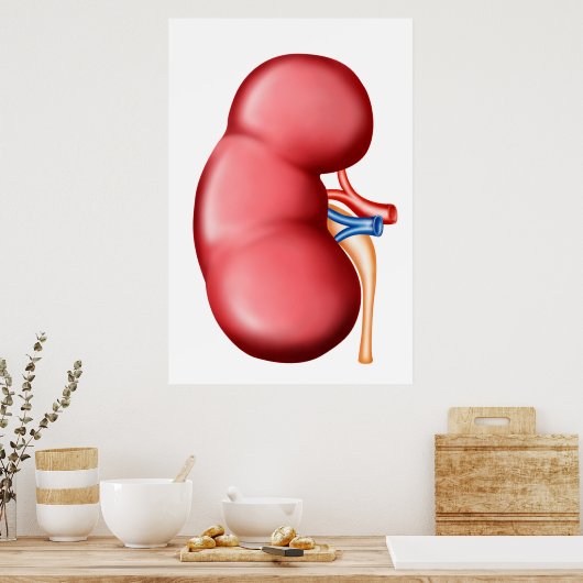 Poster Anatomie Du Rein Humain (Cuisine)