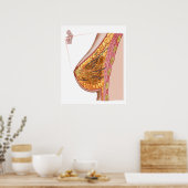Poster Anatomie Du Sein Féminin (Cuisine)