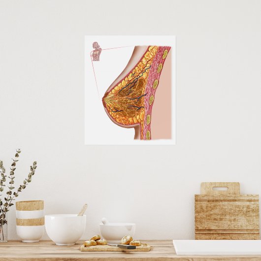 Poster Anatomie Du Sein Féminin (Cuisine)