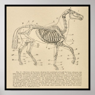 Poster Anatomie du squelette de cheval