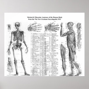 Poster Anatomie du squelette et de la musculature humains