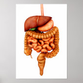 Poster Anatomie Du Système Digestif Humain, Vue Avant (Devant)