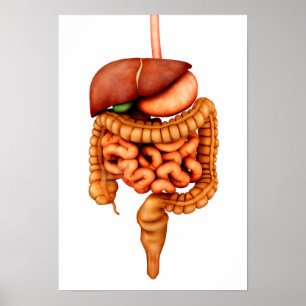 Poster Anatomie Du Système Digestif Humain, Vue Avant
