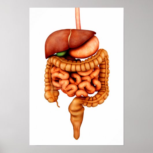 Poster Anatomie Du Système Digestif Humain, Vue Avant (Devant)