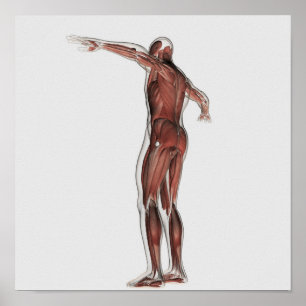 Poster Anatomie du système musculaire masculin, vue