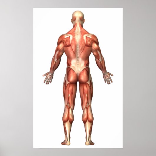 Poster Anatomie Du Système Musculaire Masculin, Vue Arriè (Devant)
