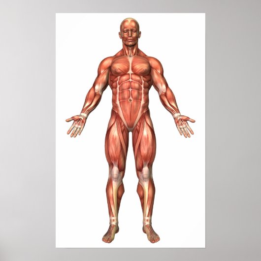 Poster Anatomie Du Système Musculaire Masculin, Vue Avant (Devant)