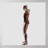 Poster Anatomie Du Système Musculaire Masculin, Vue Côtiè (Devant)