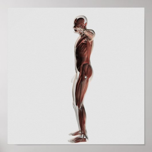 Poster Anatomie Du Système Musculaire Masculin, Vue Côtiè (Devant)