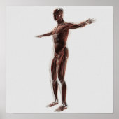 Poster Anatomie Du Système Musculaire Masculin, Vue Côtiè (Devant)