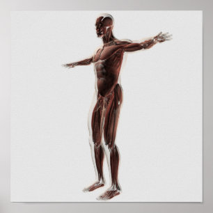 Poster Anatomie Du Système Musculaire Masculin, Vue Côtiè