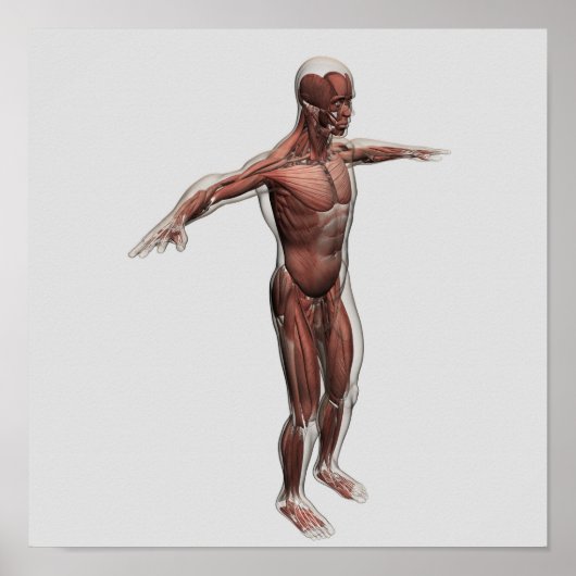 Poster Anatomie Du Système Musculaire Masculin, Vue latér (Devant)