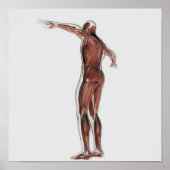 Poster Anatomie Du Système Musculaire Masculin, Vue Posté (Devant)