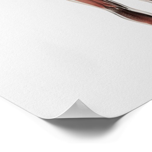 Poster Anatomie Du Système Musculaire Masculin, Vue Posté (Coin)