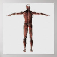 Anatomie Du Système Musculaire Masculin, Vue Posté