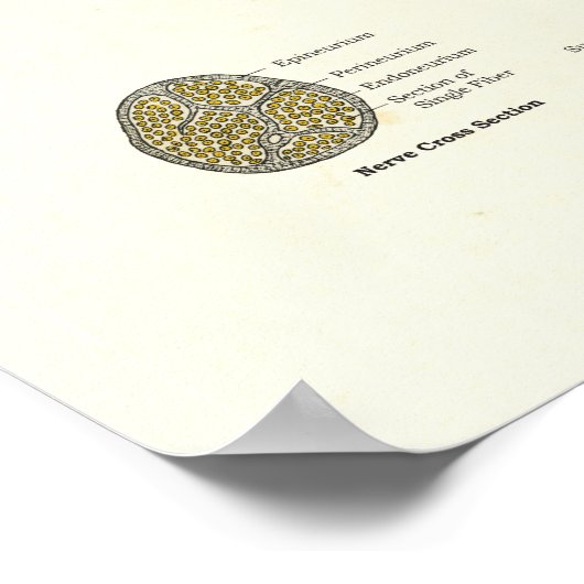 Poster Anatomie du système nerveux (Coin)