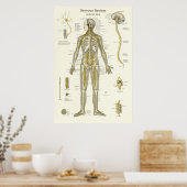Poster Anatomie du système nerveux (Cuisine)