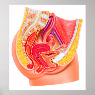 Poster Anatomie Du Système Reproductif Féminin 1