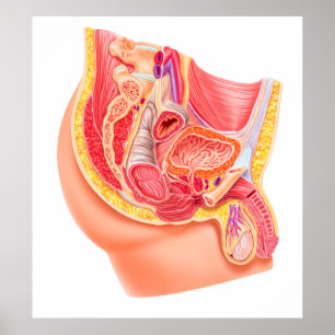 Poster Anatomie Du Système Reproductif Homme