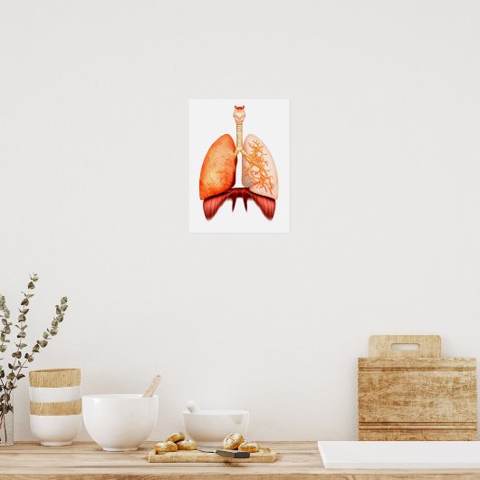 Poster Anatomie Du Système Respiratoire Humain, Vue Avant (Cuisine)