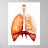 Poster Anatomie Du Système Respiratoire Humain, Vue Avant (Devant)