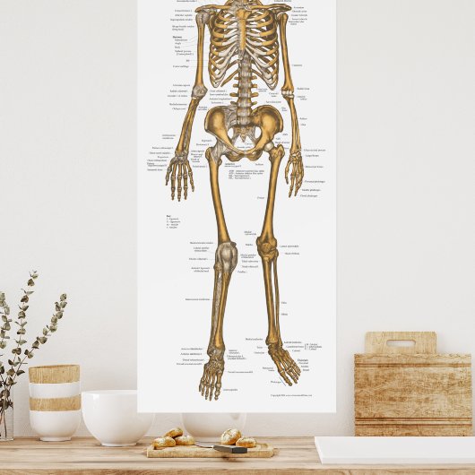 Poster Anatomie du système Skeletal humain Graphique 24 X (Cuisine)