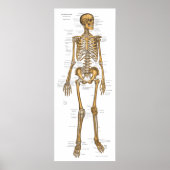 Poster Anatomie du système Skeletal humain Graphique 24 X (Devant)
