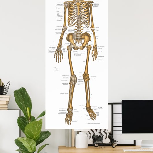 Poster Anatomie du système Skeletal humain Graphique 24 X (Bureau à domicile)