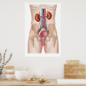 Poster Anatomie Du Système Urinaire Masculin (Cuisine)