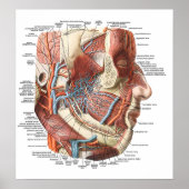 Poster Anatomie du visage (Devant)