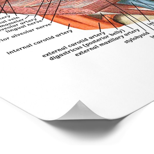 Poster Anatomie du visage (Coin)