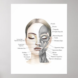 Poster Anatomie du visage Muscles du visage Décor de beau
