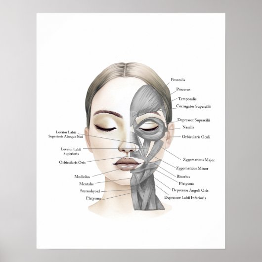 Poster Anatomie du visage Muscles du visage Décor de beau (Devant)