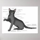 Poster Anatomie d'un chat (Devant)