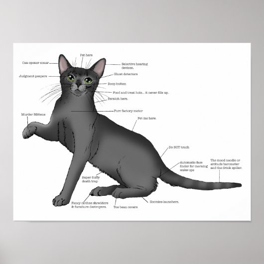 Poster Anatomie d'un chat (Devant)