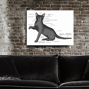 Poster Anatomie d'un chat