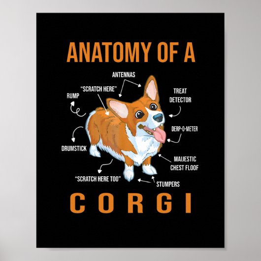 Poster Anatomie d'un chien de Corgi Funny (Devant)