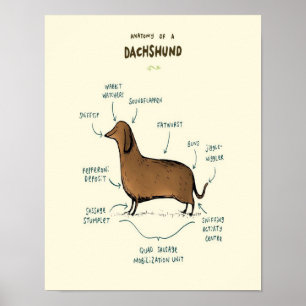 Poster Anatomie D'Un Dachshund Amoureux de les chiens de